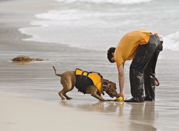 Enrichment Tools for Your Pets