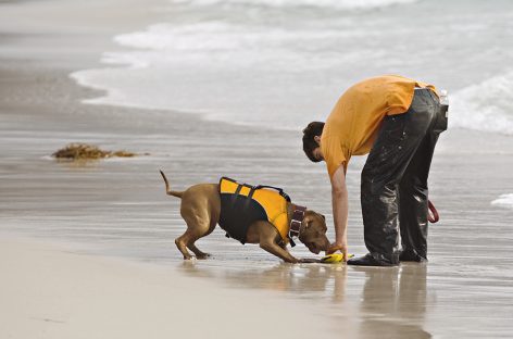 Enrichment Tools for Your Pets