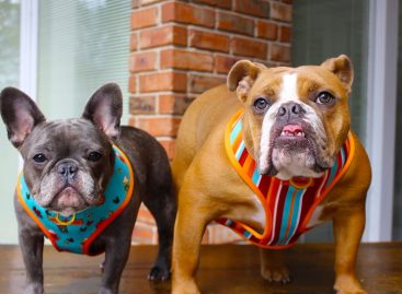 Great Options for the Perfect French Bulldogs