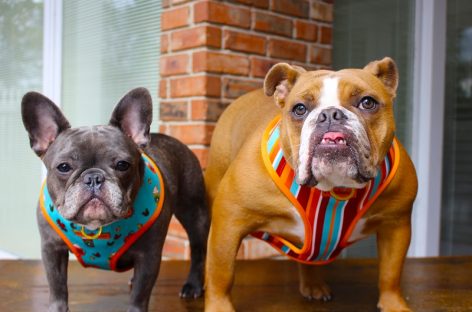 Great Options for the Perfect French Bulldogs