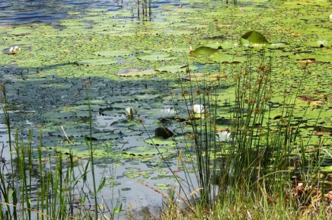 What Is Aquatic Vegetation Management?