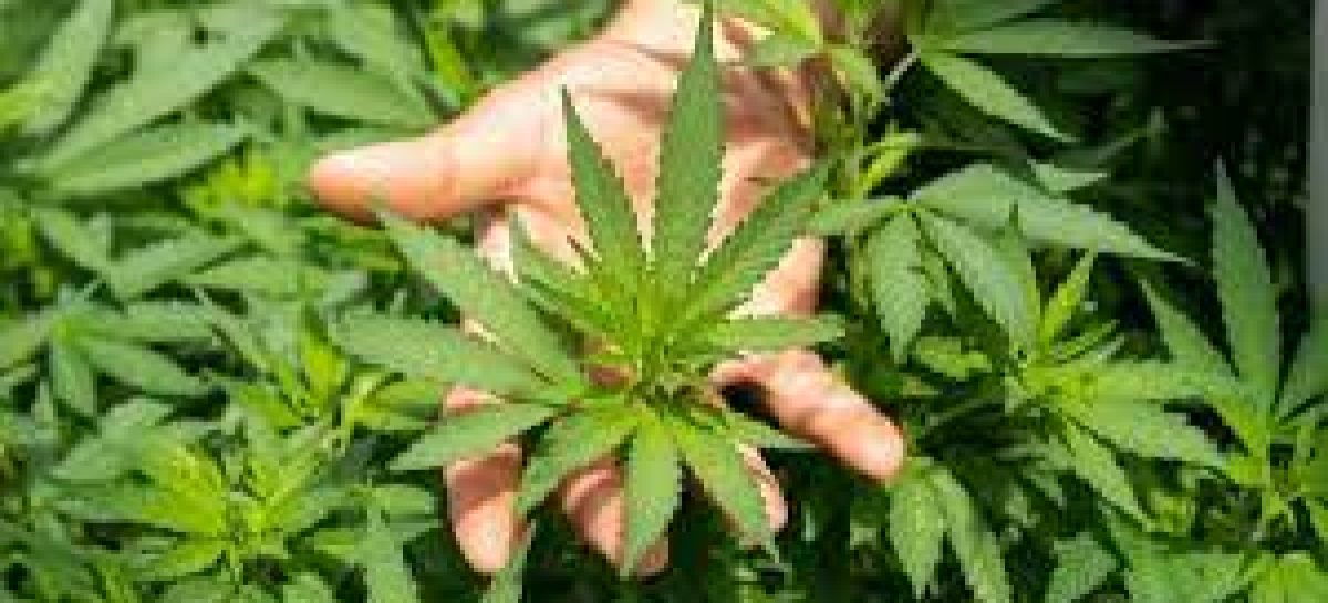 THINGS TO KNOW ABOUT GROWING CANNABIS