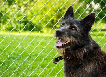 What It’s Like to Use Indoor Pet Fences & Electronic Dog Collars