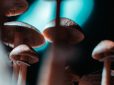 How to find the best shroom pen for your wellness routine?