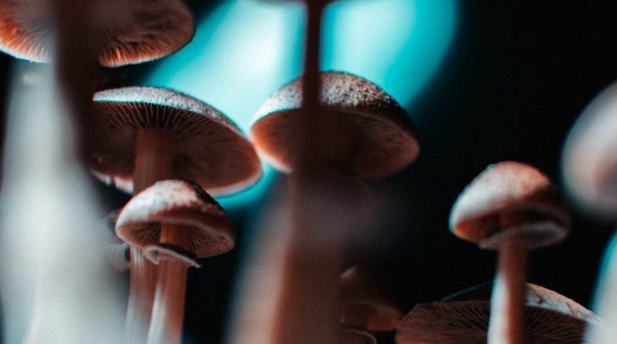 How to find the best shroom pen for your wellness routine?