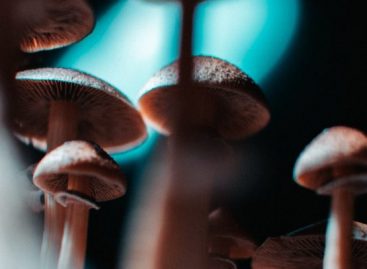 How to find the best shroom pen for your wellness routine?