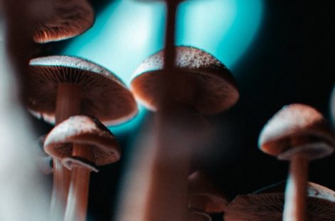 How to find the best shroom pen for your wellness routine?