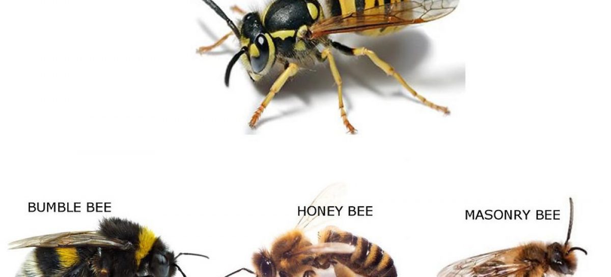 The Difference Between Bees, Wasps, and Hornets: How to Tell Them Apar