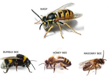 The Difference Between Bees, Wasps, and Hornets: How to Tell Them Apar