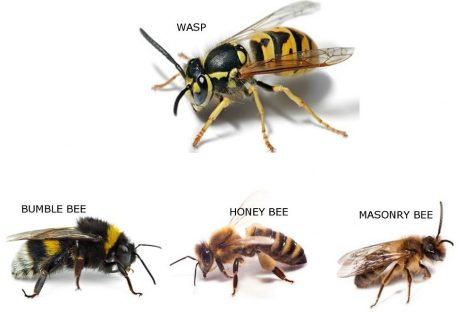 The Difference Between Bees, Wasps, and Hornets: How to Tell Them Apar