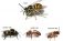 The Difference Between Bees, Wasps, and Hornets: How to Tell Them Apar