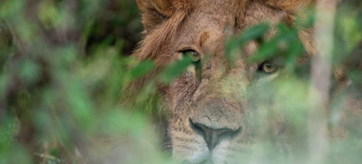 Useful Tips to Improve Your Wildlife Photography Skills