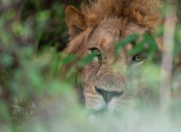 Useful Tips to Improve Your Wildlife Photography Skills
