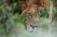 Useful Tips to Improve Your Wildlife Photography Skills