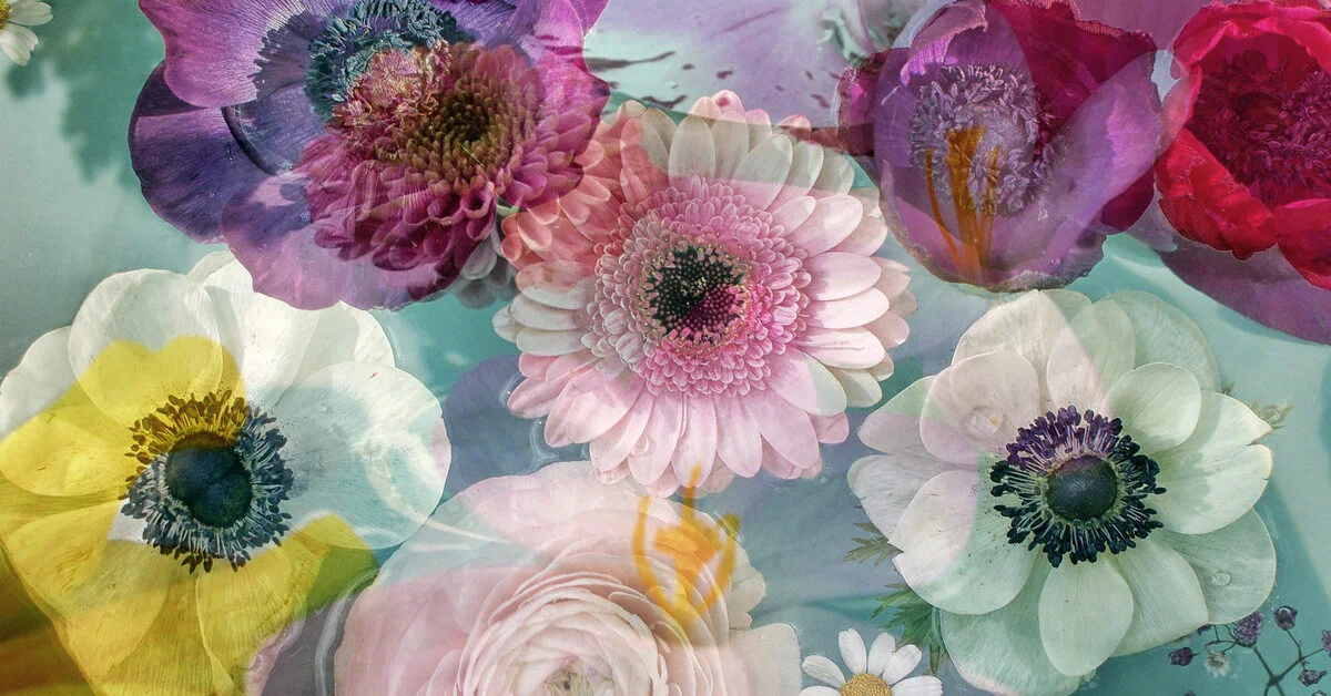 flower-petal-essence-oil-essential-1200x628-facebook-1200x628