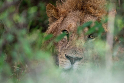 Useful Tips to Improve Your Wildlife Photography Skills